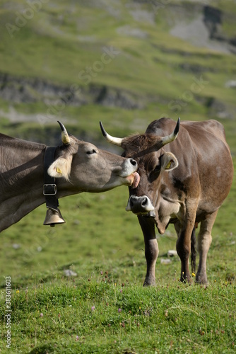 Kühe und Kälber in den Bergen