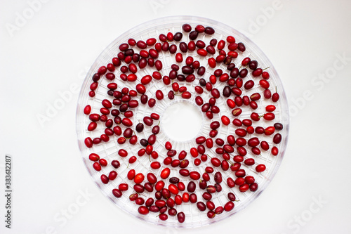 Ripe red and maroon dogwood berries. Round lattice dehydrator with blanks for drying. The process of preparing dried fruits.