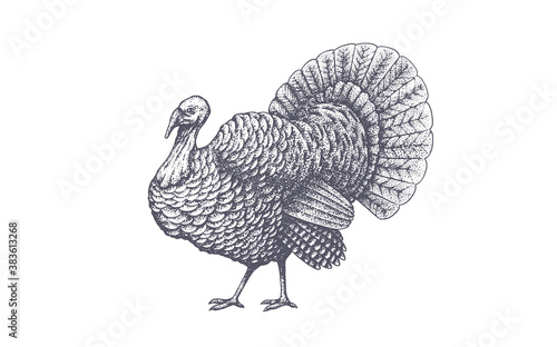 Turkey. Vintage retro print, black white turkey drawing, engrave old school style. Sketch artwork silhouette turkey on white background. Side view profile. Vector Illustration