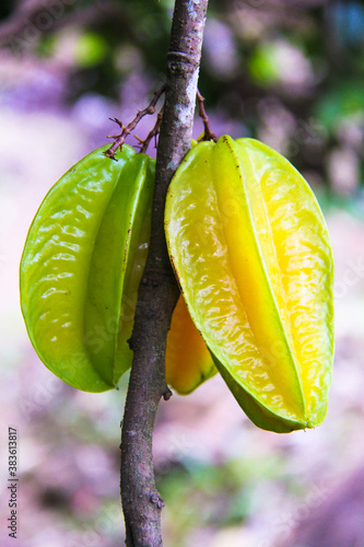 Carambola fruit or star appple on tropical tree at Seyshelles photo