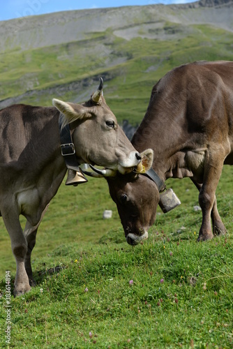 Kühe und Kälber in den Bergen