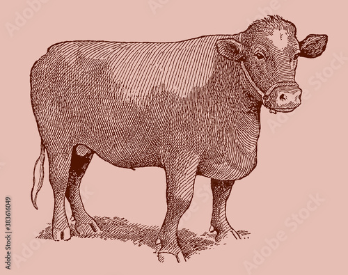 Large shorthorn bull isolated on a light pink background, after an antique illustration from the early 20th century