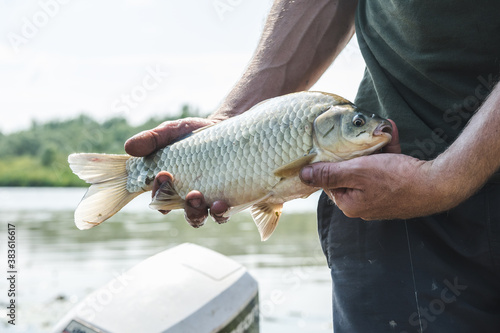 Fototapeta Naklejka Na Ścianę i Meble -  Fisherman showing caught carp fish