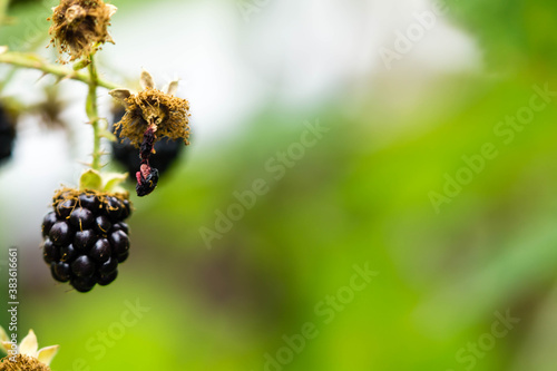 green blackberry leaves with ripe blackberries