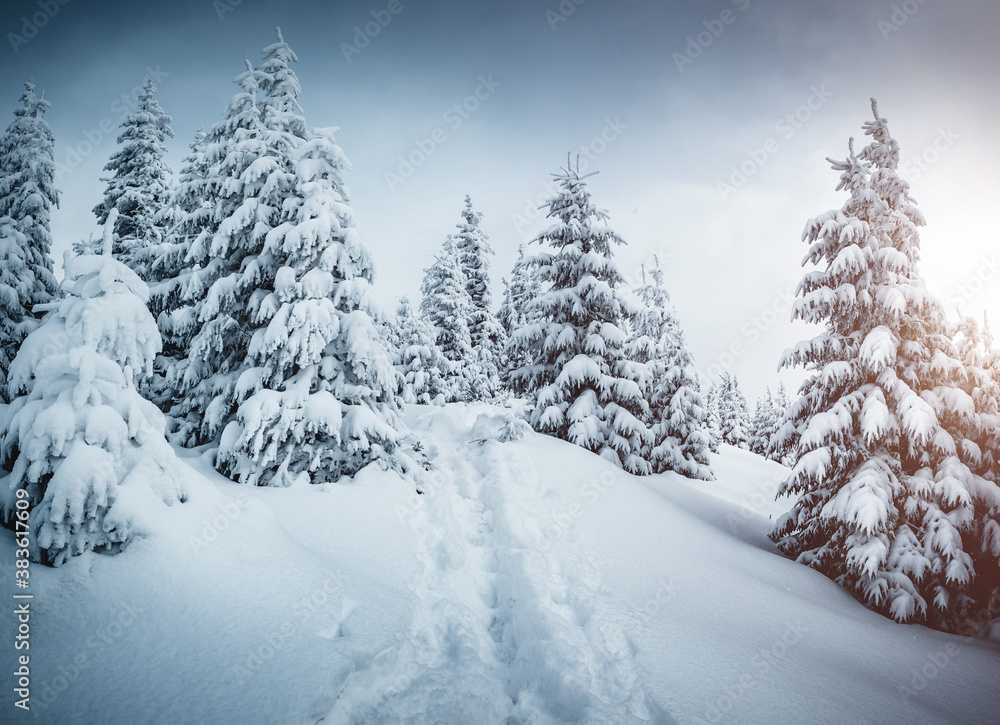 Frozen white spruces on a frosty day. Location Carpathian mountain, Ukraine.