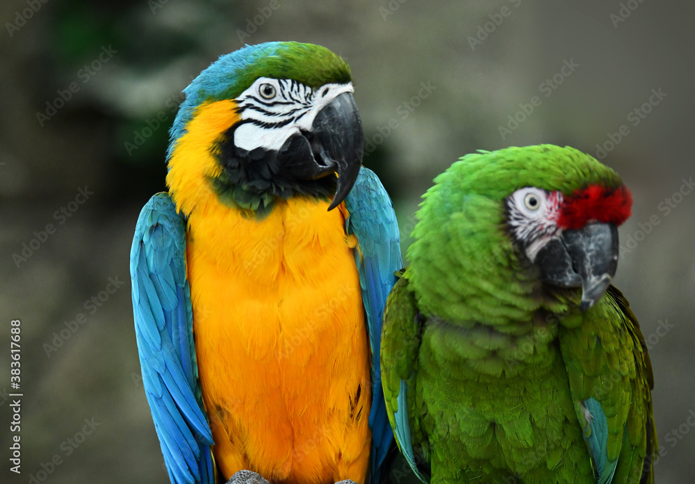 Green and orange parrots resting on a sunny day