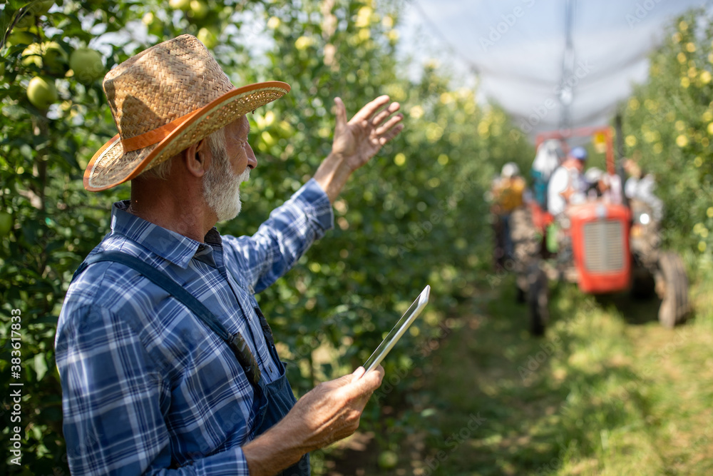 Fototapeta premium Farmer with tablet in apple orchard