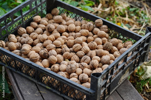 Close up of walnuts crop in crate. Pile of nuts in shell outdoors in garden.