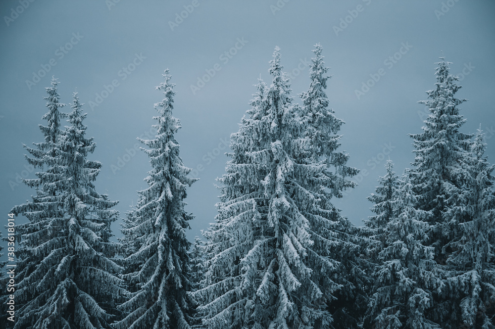 Frozen white spruces on a gloomy day. Location Carpathian mountain, Ukraine. Frozen white spruces on a gloomy day. Location Carpathian mountain, Ukraine.