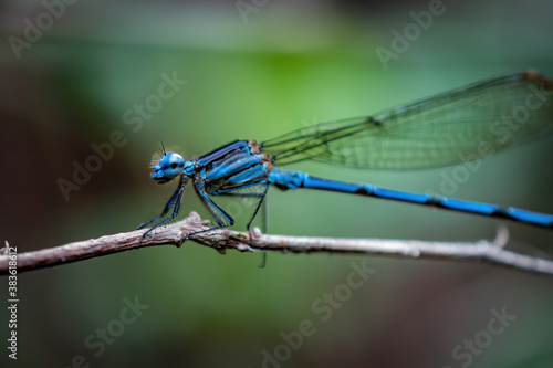 Dragonfly - Costa Rica
