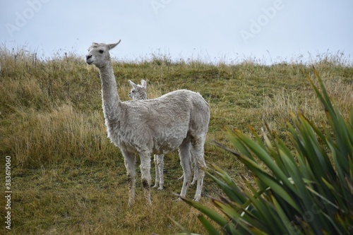 llama