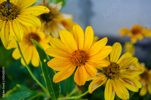 fresh potted flowers