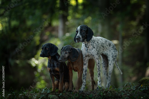 Photography Three dogs in a forest