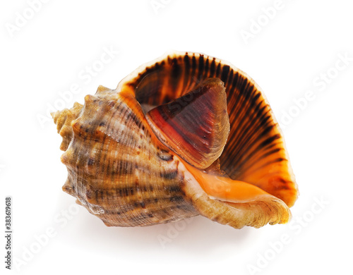 One rapana clam.