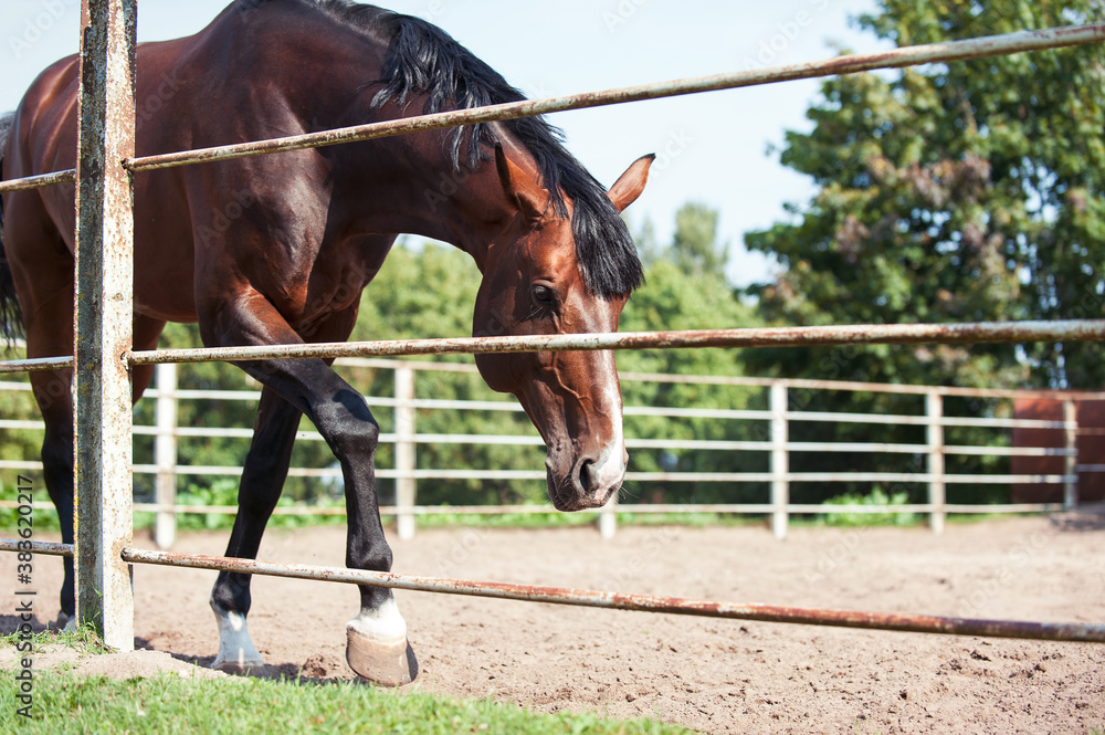 Graceful thoroughbred chestnut horse walking in manege Graceful thoroughbred chestnut horse walking in manege