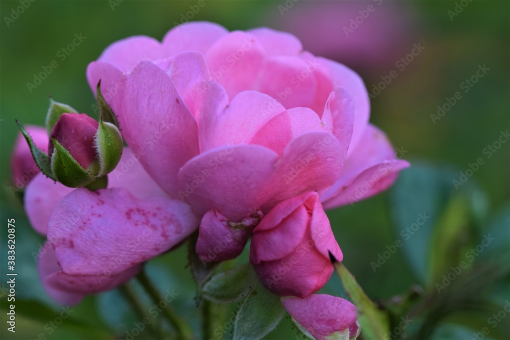 Pink shruh rose blossom against a green background Pink shruh rose blossom against a green background