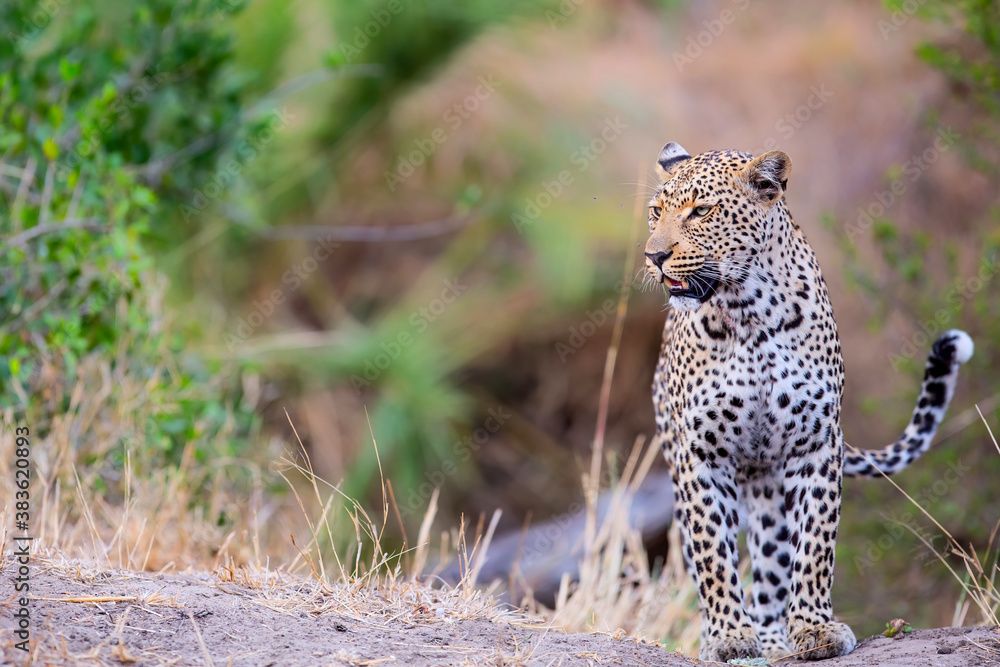 Obraz premium Leopard female walking in Sabi Sands Game Reserve in the Greater Kruger Region in South Africa
