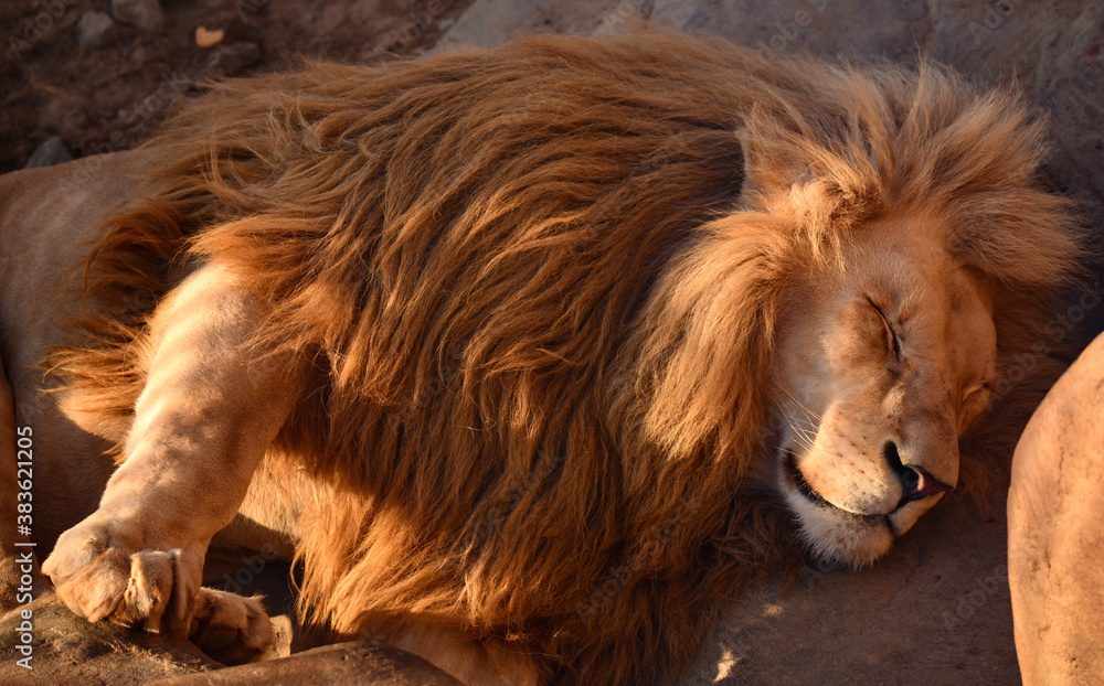 Naklejka premium The lion king of beasts sleeps sweetly with dangling paws