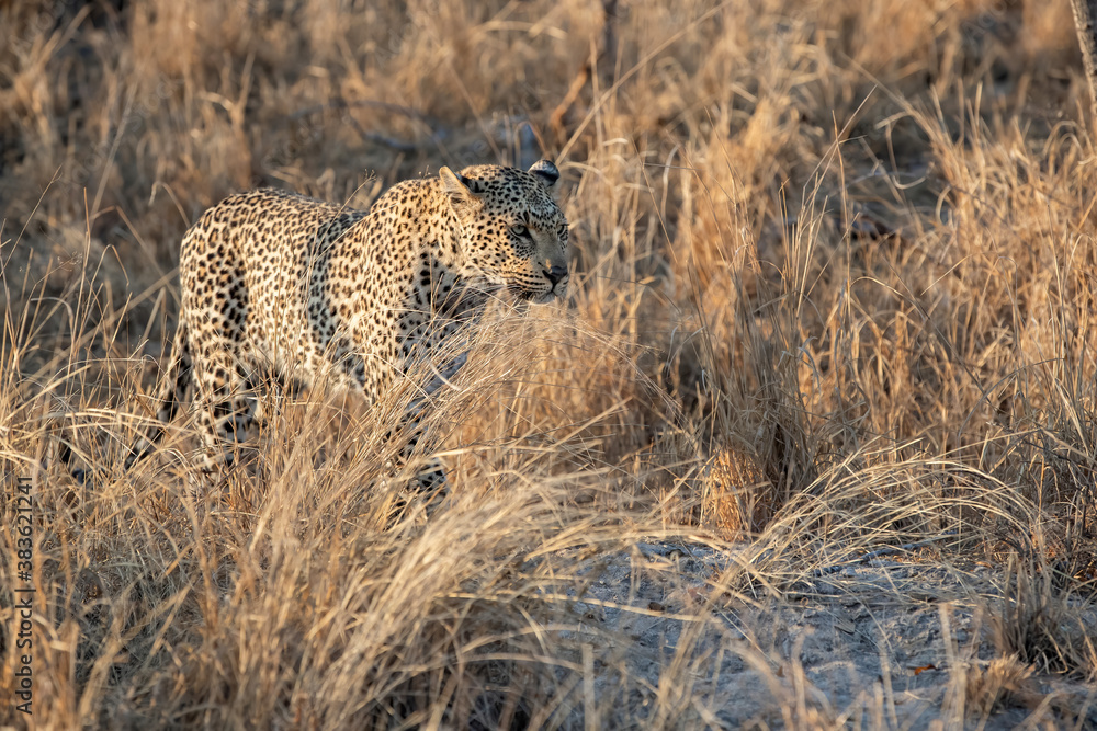 Naklejka premium Leopard female walking in Sabi Sands Game Reserve in the Greater Kruger Region in South Africa