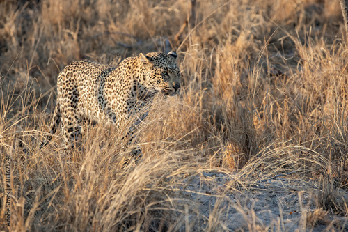 Leopard female walking  in Sabi Sands Game Reserve in the Greater Kruger Region in South Africa © henk bogaard