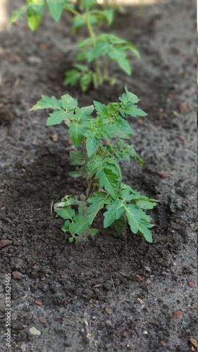 Obraz na płótnie Green seedling of tomatoes growing out of soil in vegetable garden, green farm c