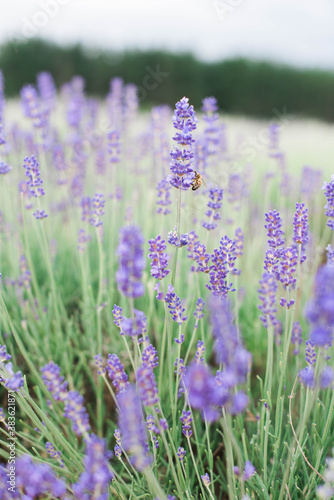 Bee on a lavender flower in a field of lavender photo