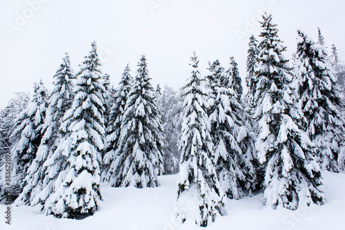 Huge spruce tree cover with snow after snowfall white winter season New Year mountain forest landscape