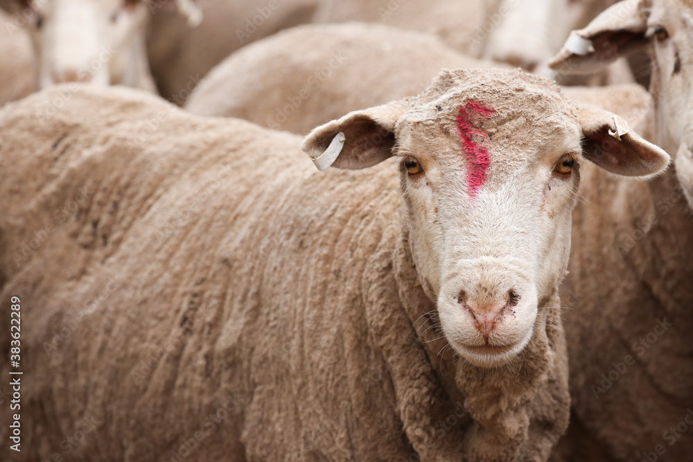 Shorn ewe in a pen on a farm with a red mark on her face Shorn ewe in a pen on a farm with a red mark on her face