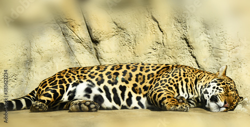 The jaguar put its spotted side to the sun and sleeps sweetly