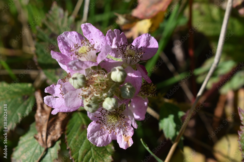 flores silvestres flores silvestres