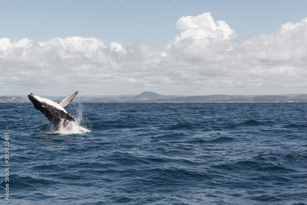 humpback whale breaching out of the water,Noosa,Queensland humpback whale breaching out of the water,Noosa,Queensland