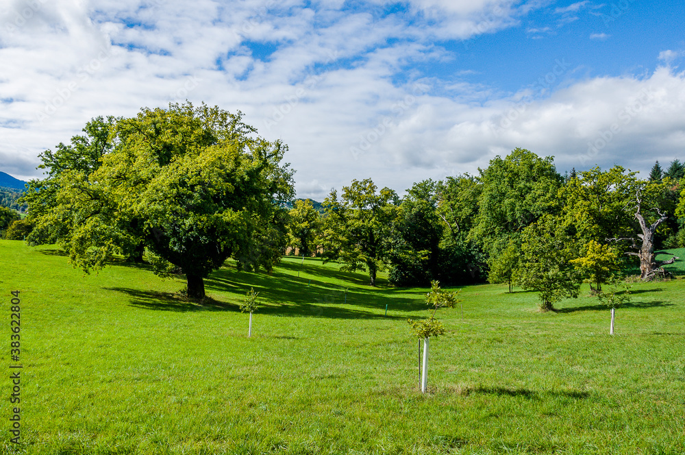 Naklejka premium Wildenstein, Eiche, Eichenbaum, Eichenwald, Buchengewächse, Fagaceae, Frucht, Park, Schloss, Weiher, Wanderweg Bubendorf, Basel, Baselland, Herbst, Schweiz
