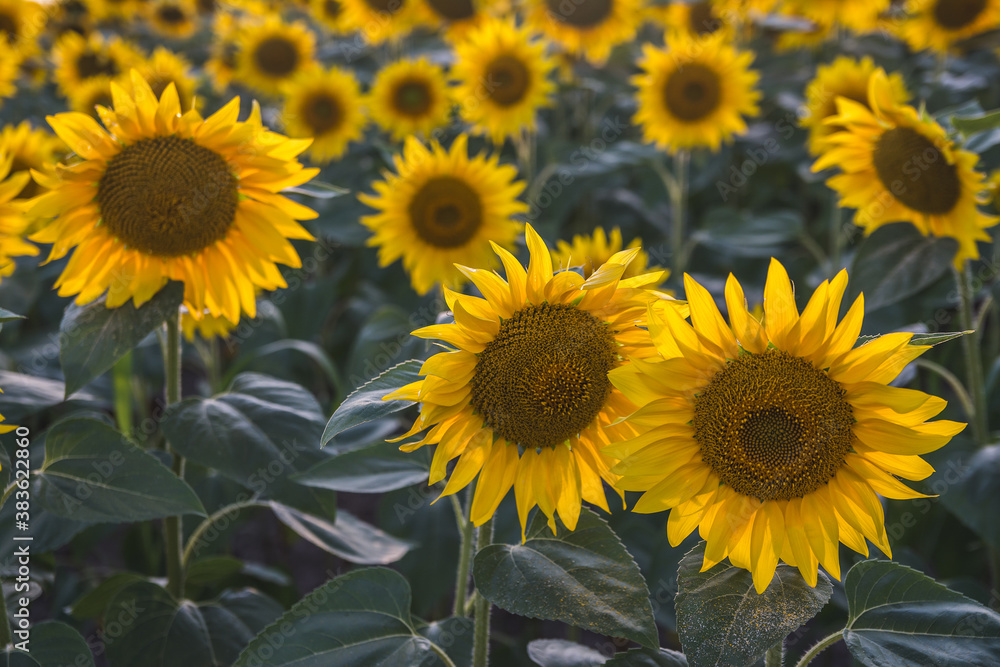 Fields of sunflowers in bloom