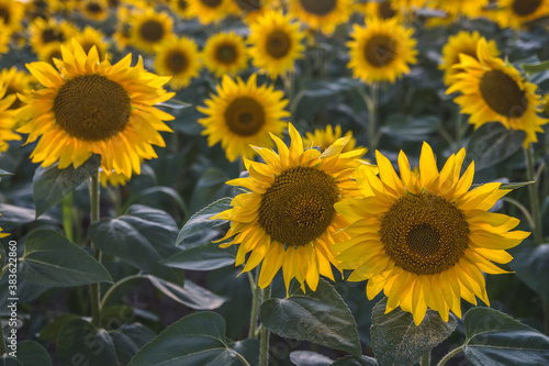 Fields of sunflowers in bloom © Branimir