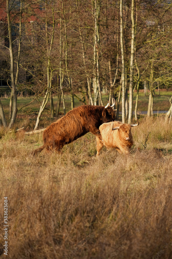 cow in the forest. Two Scottish highland cow playing and mating. Breading season. cow in the forest. Two Scottish highland cow playing and mating. Breading season.