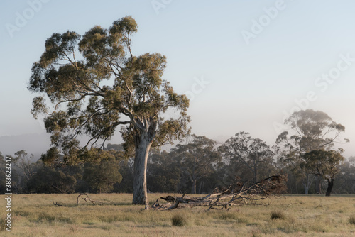 the resilient Australian ghost gum