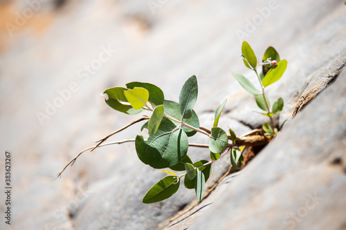 seedling growing from a crack in rocks photo