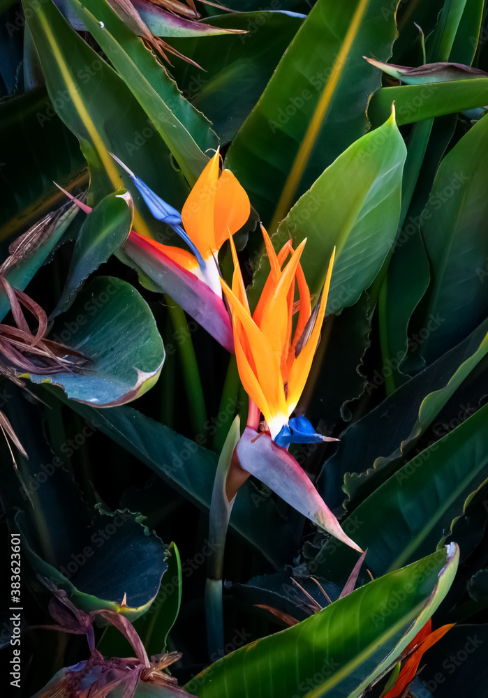 Obraz premium two colorful bird of paradise flowers closeup dark green leaf background vertical image