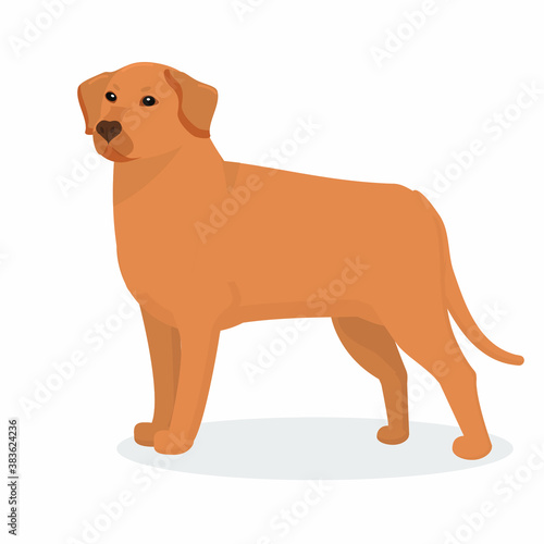 dog breed Labrador on a white background