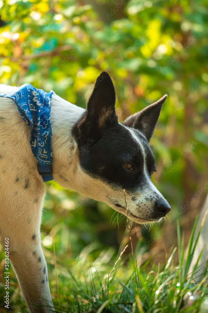 Basenji dog portrait looks at his yard