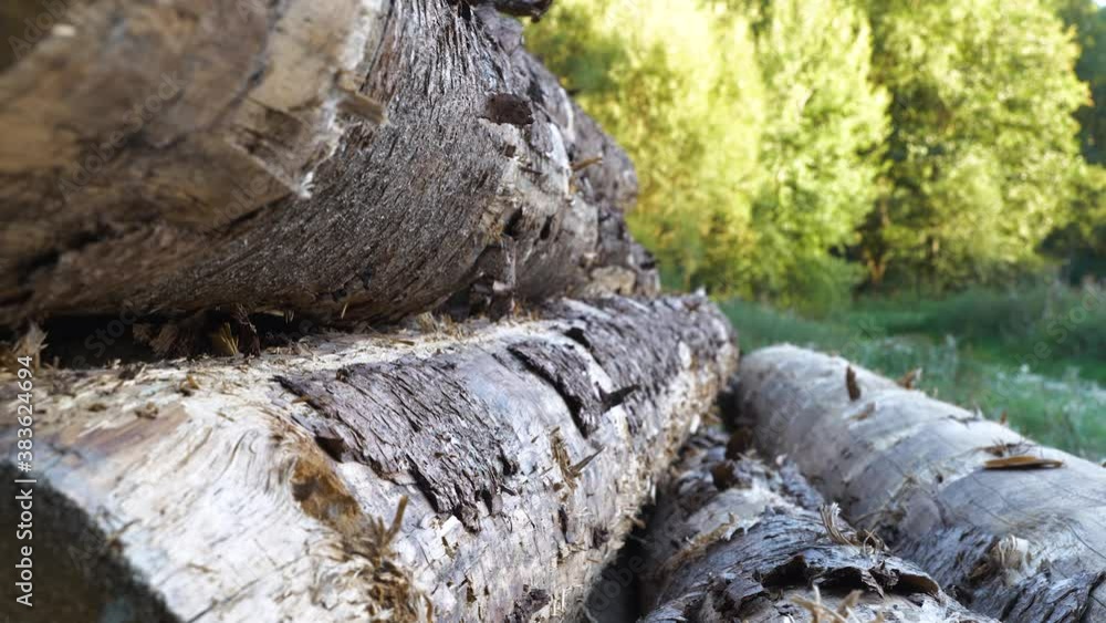 Partly excorticated logs, close up, backward camera movement Partly excorticated logs, close up, backward camera movement