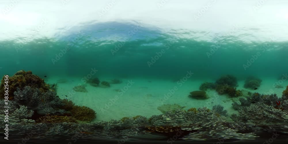 Scene reef. Marine life sea world. Underwater fish reef marine. Philippines. Virtual Reality 360. Scene reef. Marine life sea world. Underwater fish reef marine. Philippines. Virtual Reality 360.