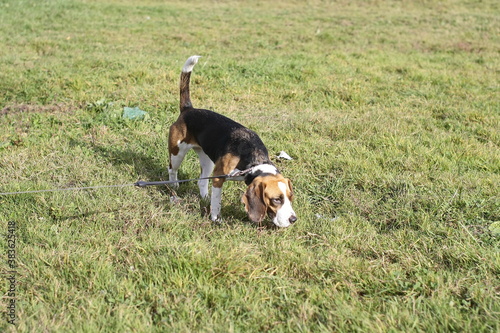 beagle