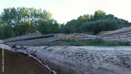 Outdoor lumberyard in the shade, green trees in background, panshot left to right photo