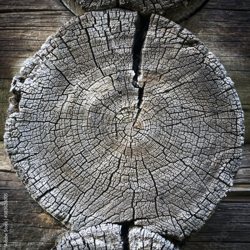 Close up view of the end of an old dry log with clearly defined annual rings. Square shape photo for poster, collage, natural background or texture etc.