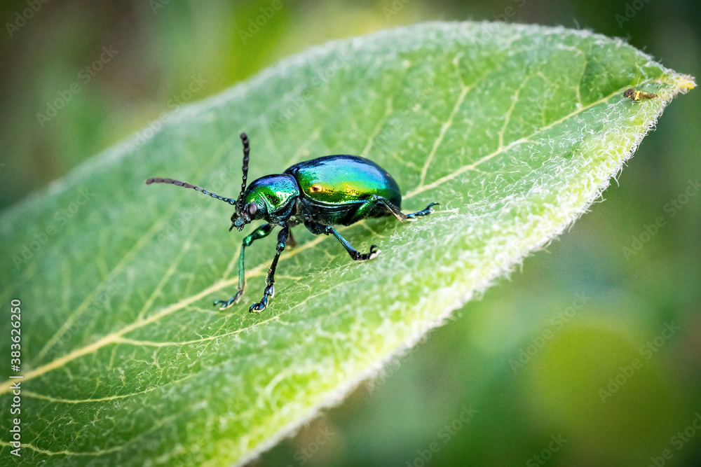 Naklejka premium Green Beetle