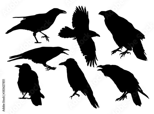set of  silhouettes crow vector