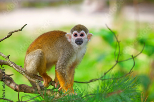 Photography Common squirrel monkey