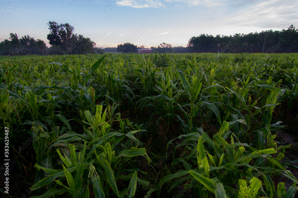 Corn Maze Corn Maze