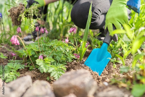 Working with soil and flowers in your backyard garden in spring photo